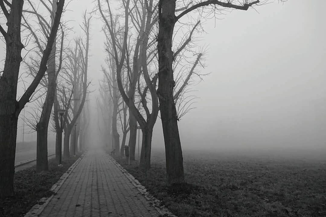 BARE TREES ON FOGGY LANDSCAPE