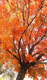 Low angle view of tree during autumn