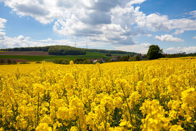 Scenic view of oilseed rape field against sky