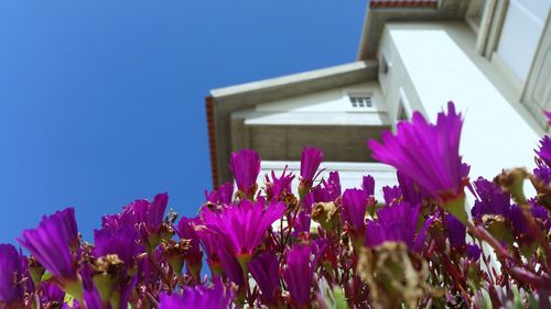 Low angle view of pink flowers blooming on tree