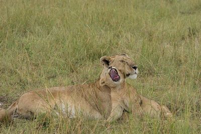 Grass growing on grassy field