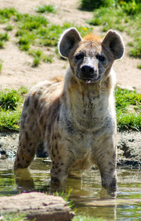 Portrait of hyena standing in water