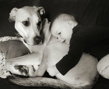 Portrait of a dog relaxing on sofa