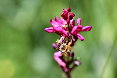 Close-up of insect on pink flower