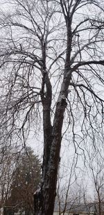 Low angle view of bare tree against sky