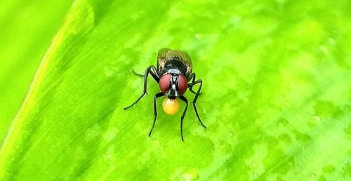 Close-up of insect on leaf