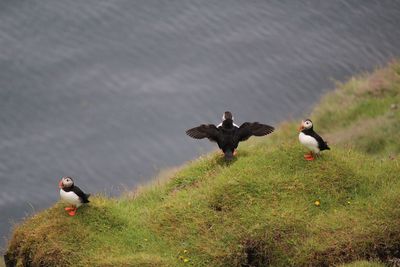 Birds on grass