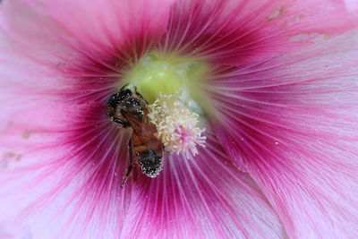 Close-up of insect on pink flower