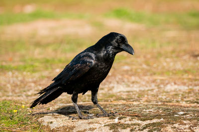 Side view of a bird on field