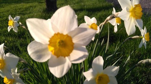 Close-up of white flower blooming in field