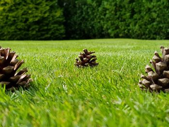 Close-up of mushrooms on grassy field