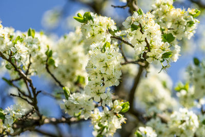 Close-up of white flowering plant