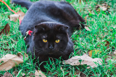 Portrait of black cat on field