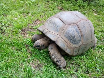 High angle view of tortoise on field