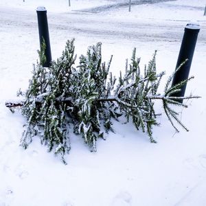 Close-up of snow on plant during winter