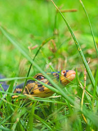 Close-up of animal on grass