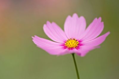 Close-up of pink cosmos flower blooming outdoors