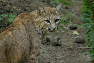 Close-up portrait of lion