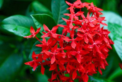 Close-up of red flowers