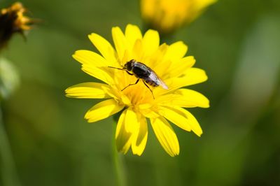 Close-up of insect on yellow flower