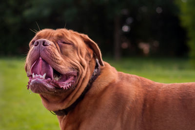 Close-up of dog sticking out tongue