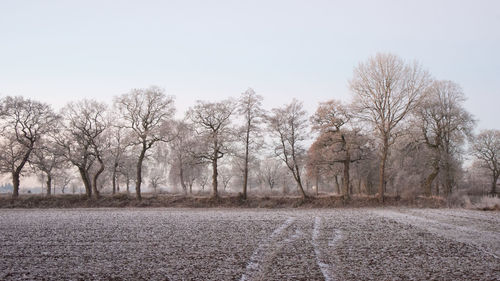 Bare trees on landscape against clear sky