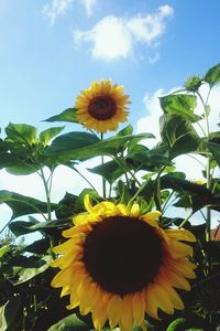 Low angle view of sunflower