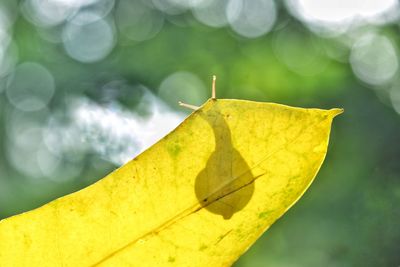 Close-up of a snail behind the yellow leaf