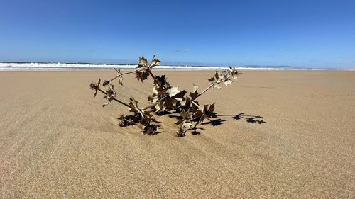 Plant on sand at beach against clear sky