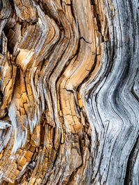 Close-up of tree trunk