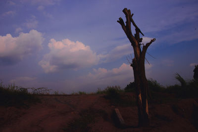 Bare tree on field against sky during sunset