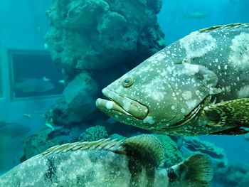 Fish swimming in sea