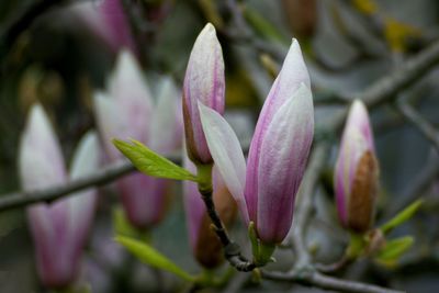 Close-up of pink flower buds