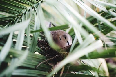 Close-up of bird perching on nest at tree