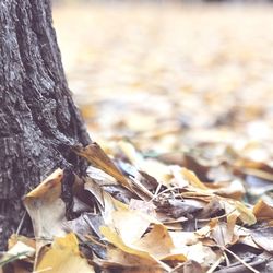 Close-up of dry leaves on tree trunk