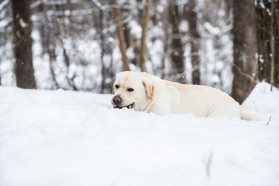 High angle view of a dog on snow