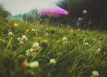 Flowers blooming in field