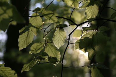 Close-up of flower tree