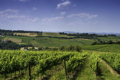 Scenic view of vineyard against sky