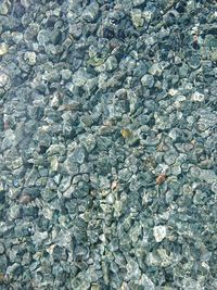 Full frame shot of pebbles in water