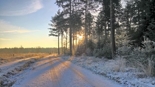 Road by trees against sky during winter on sunny day