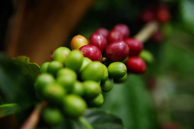 Close-up of raw coffee beans on plant