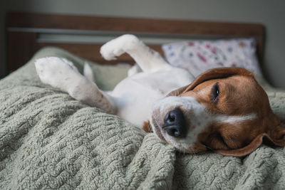 Dog sleeping on bed at home