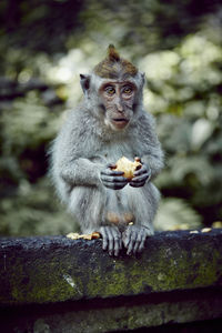 Portrait of monkey eating fruit