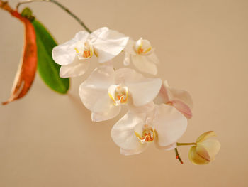 Close-up of white orchid flowers