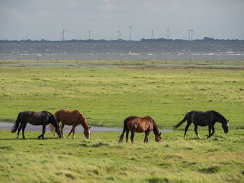 At the island of spiekeroog