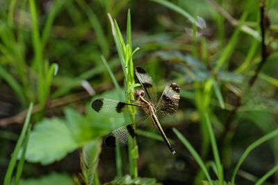 Close-up of dragonfly on plant