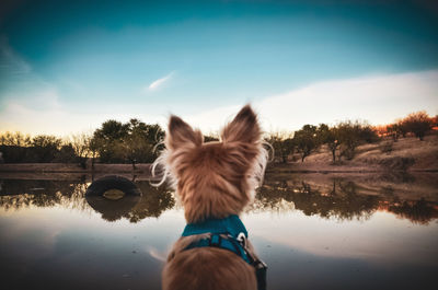 Rear view of dog on lake against sky