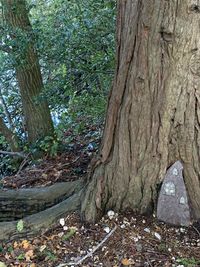 Trees growing in forest