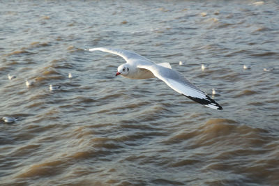 Seagull flying over the sea